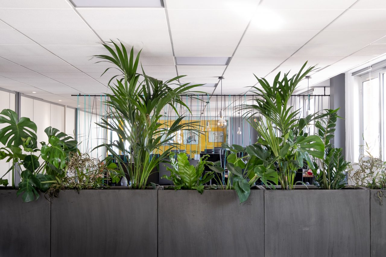 open space avec plantes chez RESONEO
