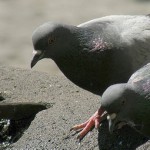 Une histoire de pigeons sur les réseaux sociaux