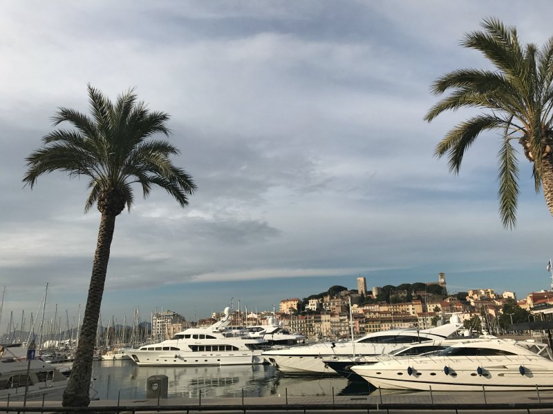 palmiers-cannes-port